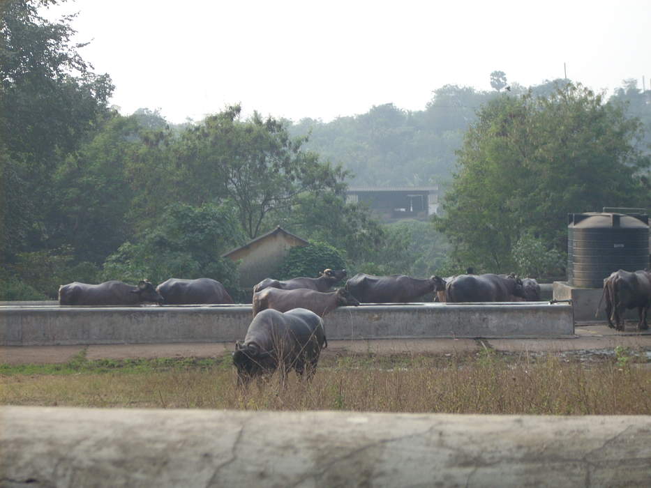 Aarey Milk Colony: Neighbourhood in Konkan, Maharashtra, India