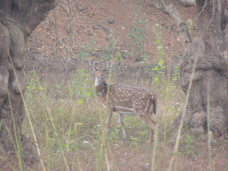 Achanakmar Wildlife Sanctuary: 