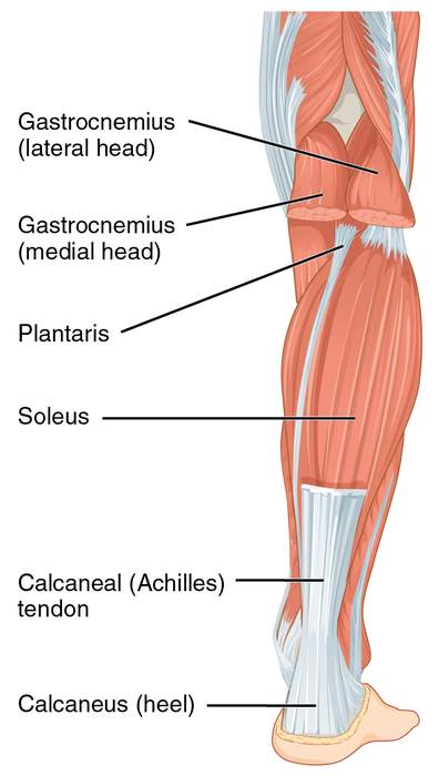 Achilles tendon: Tendon at the back of the lower leg
