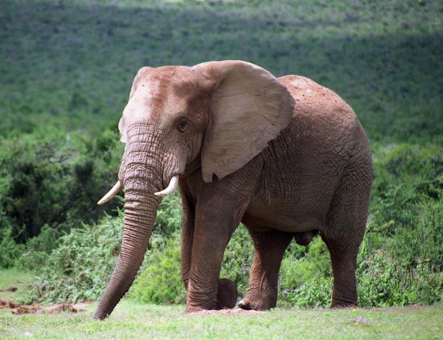 Addo Elephant National Park: A diverse wildlife conservation park near Port Elizabeth in the Eastern Cape, South Africa