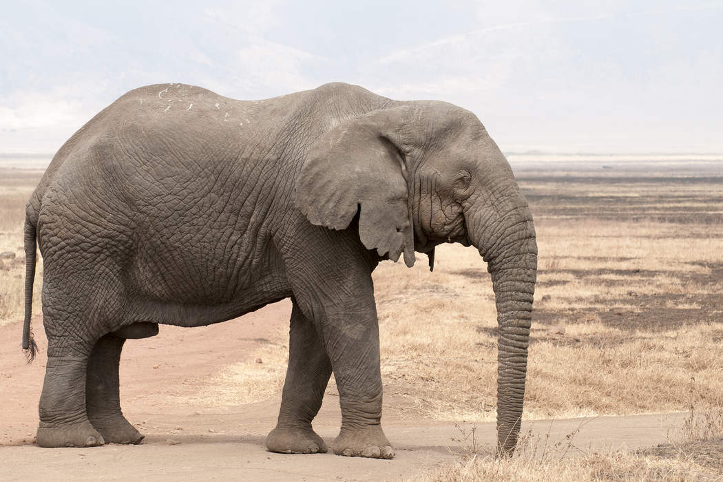 African elephant: Genus comprising two living elephant species