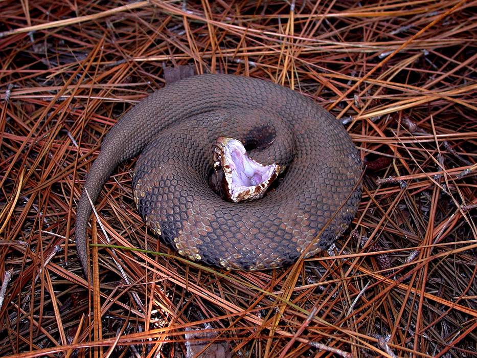 Agkistrodon piscivorus: Species of reptile