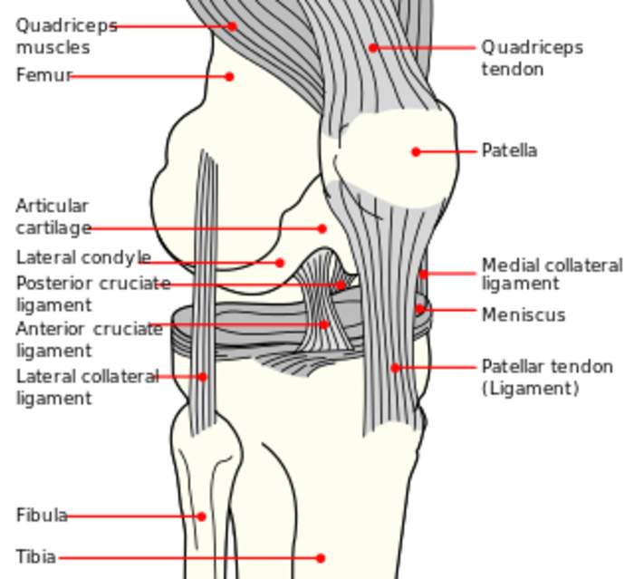 Anterior cruciate ligament: Type of cruciate ligament in the human knee