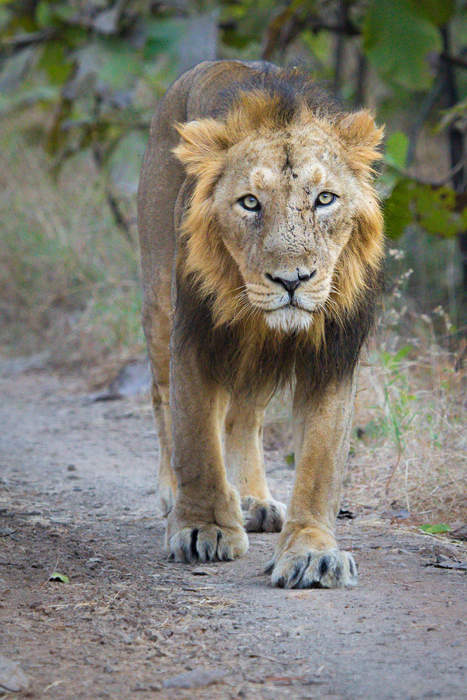 Asiatic lion: Lion population in India
