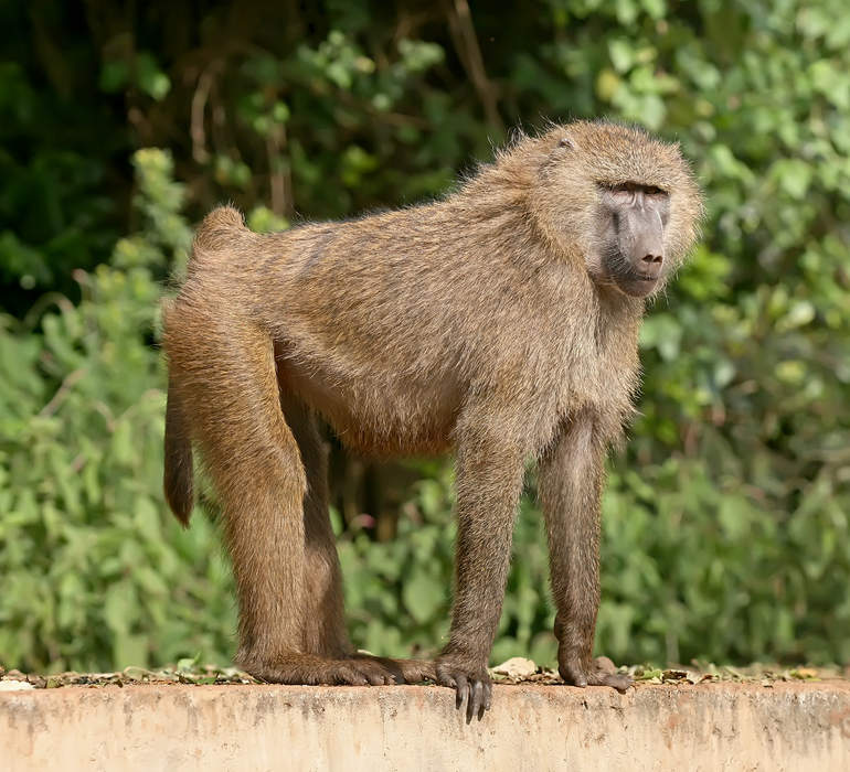 Baboon: Genus of mammals