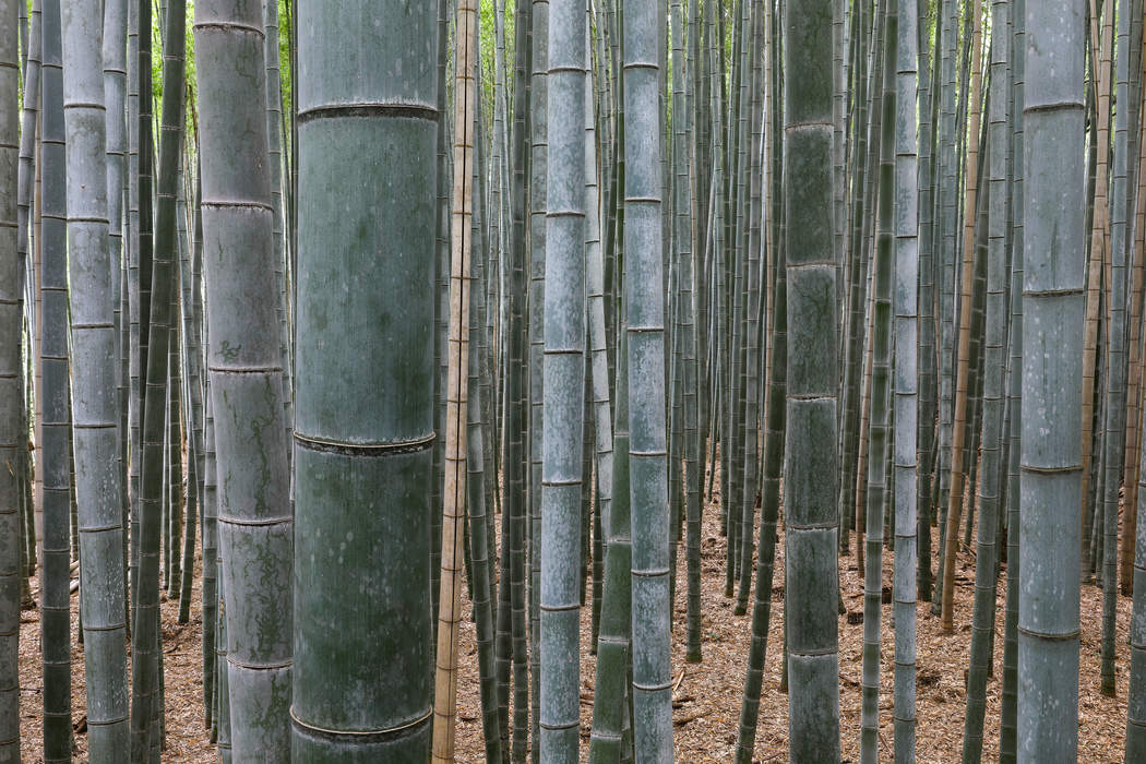 Bamboo: Subfamily of flowering plants in the grass family Poaceae