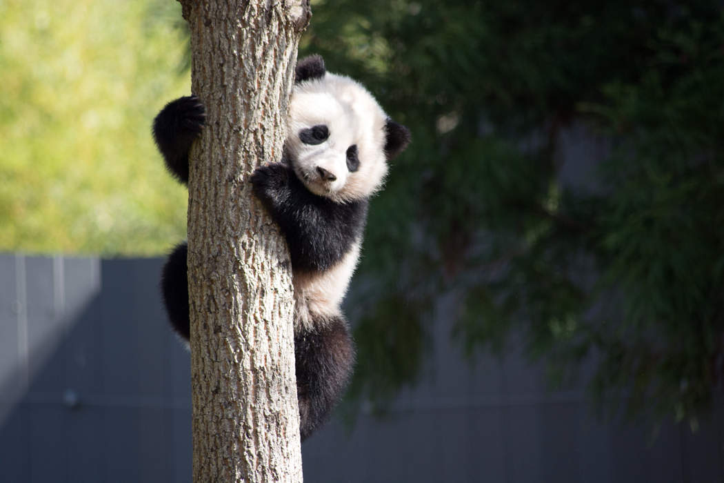 Bao Bao: Female giant panda (born 2013)