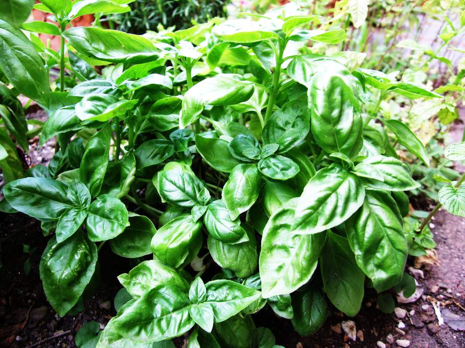 Basil: Important culinary herb