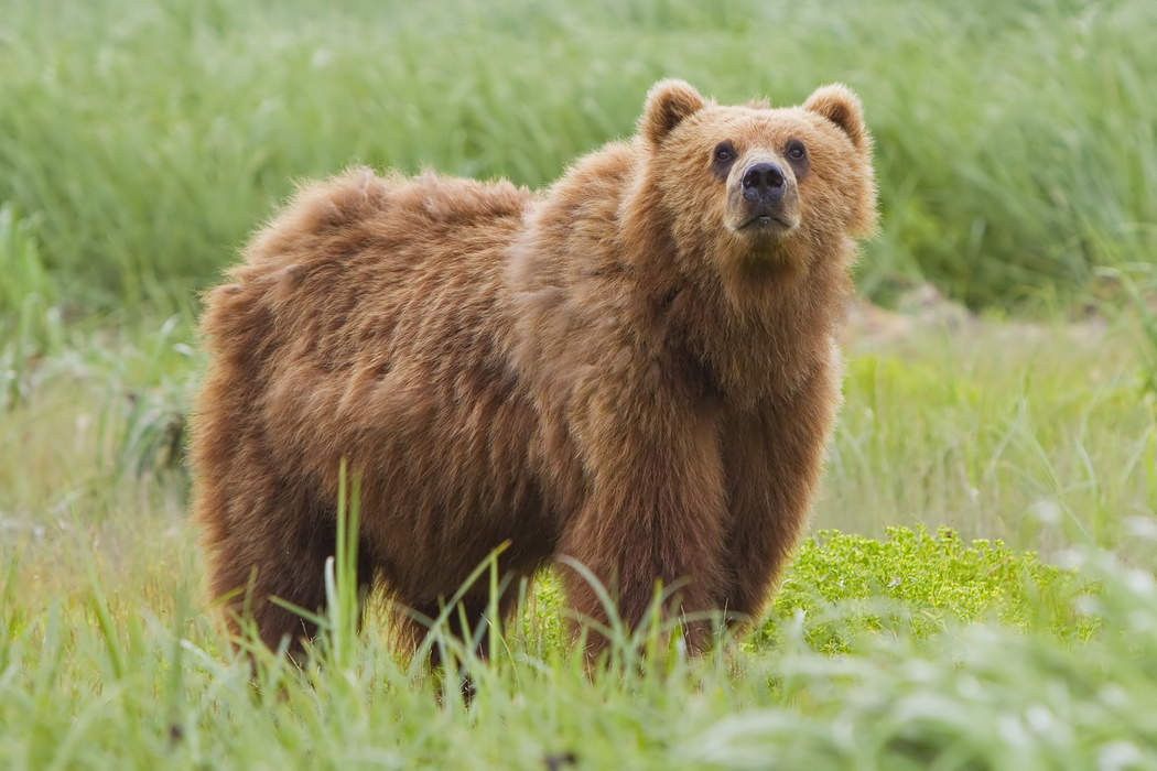 Bear: Family of carnivoran mammals