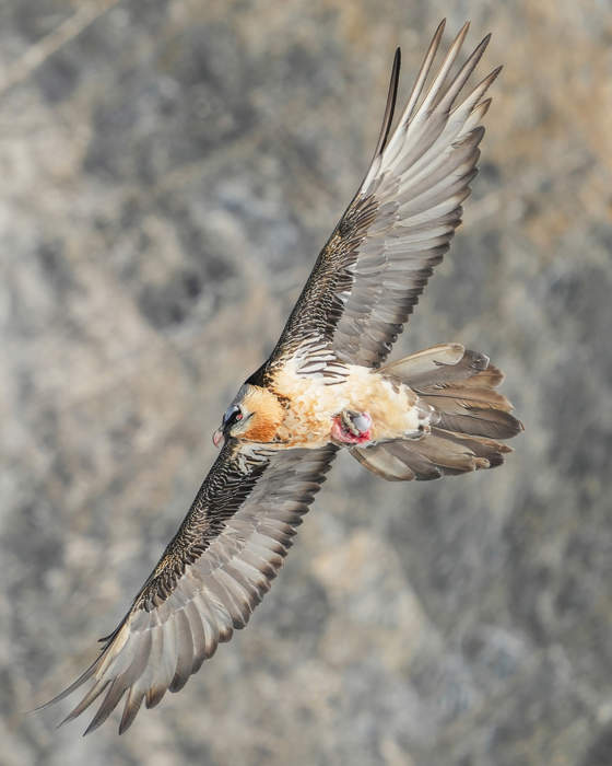 Bearded vulture: Species of bird