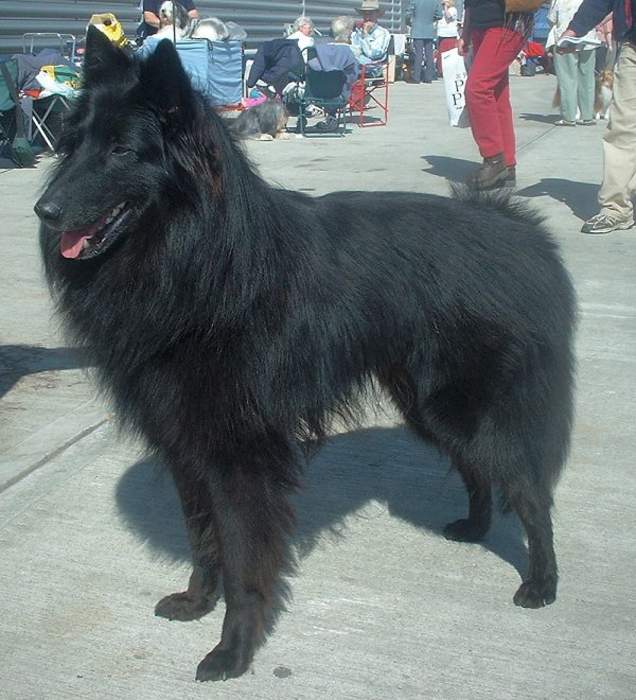 Belgian Shepherd: Dog breed