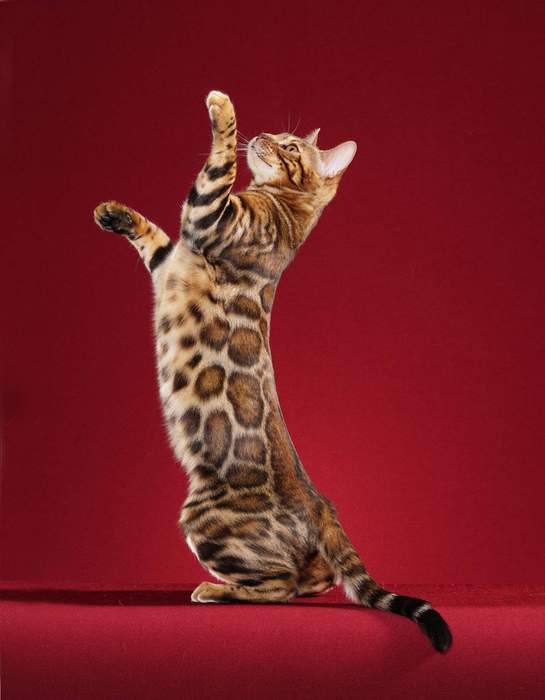 Bengal cat: Breed of cat