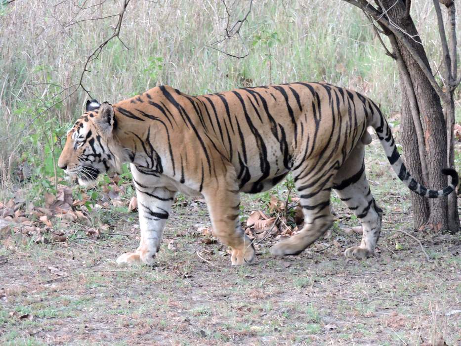 Bengal tiger: Tiger population in Indian subcontinent