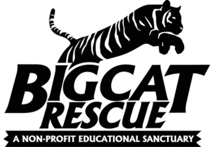 Big Cat Rescue: American non-profit organization