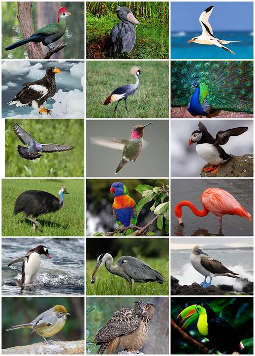 Bird: Warm-blooded, egg-laying vertebrates with wings, feathers, and beaks