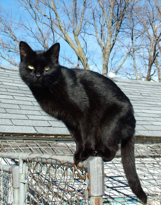 Black cat: Domestic cat with black fur