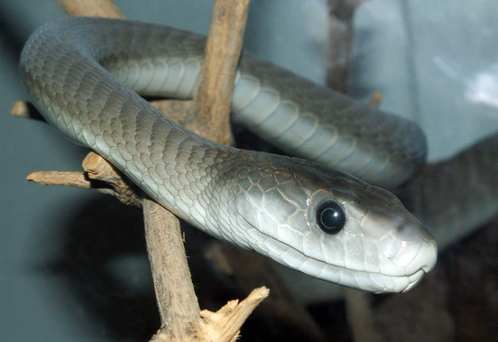 Black mamba: Species of venomous snake