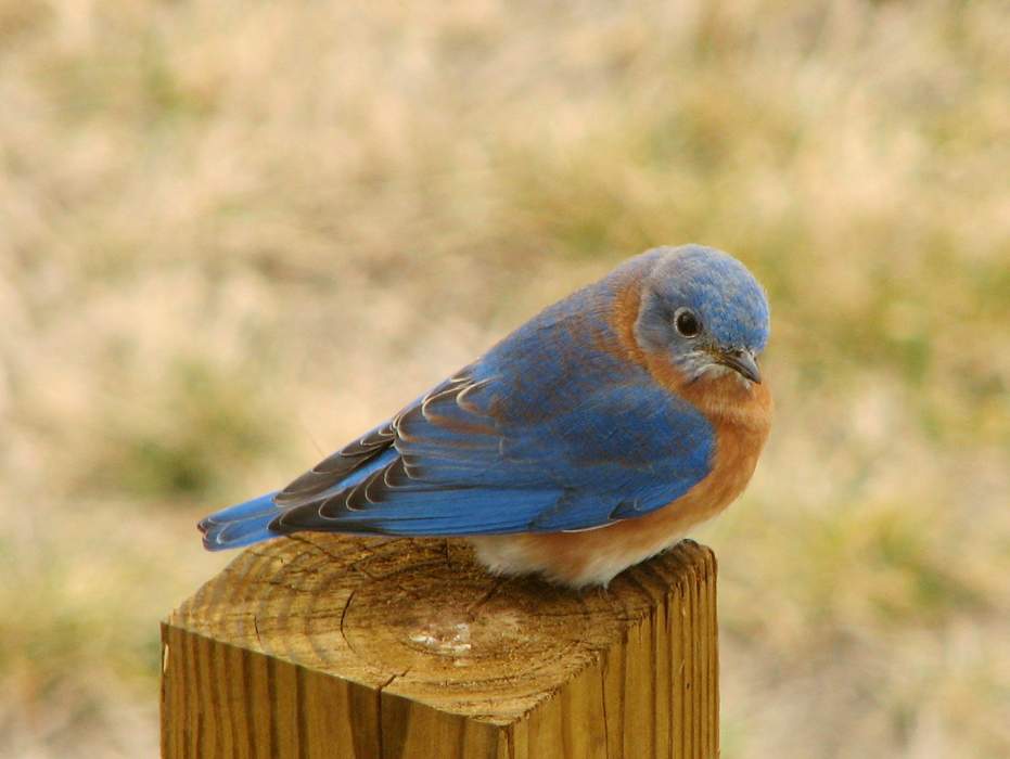 Bluebird: Genus of birds