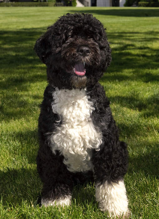 Bo (dog): Former First Dog of the Obama family