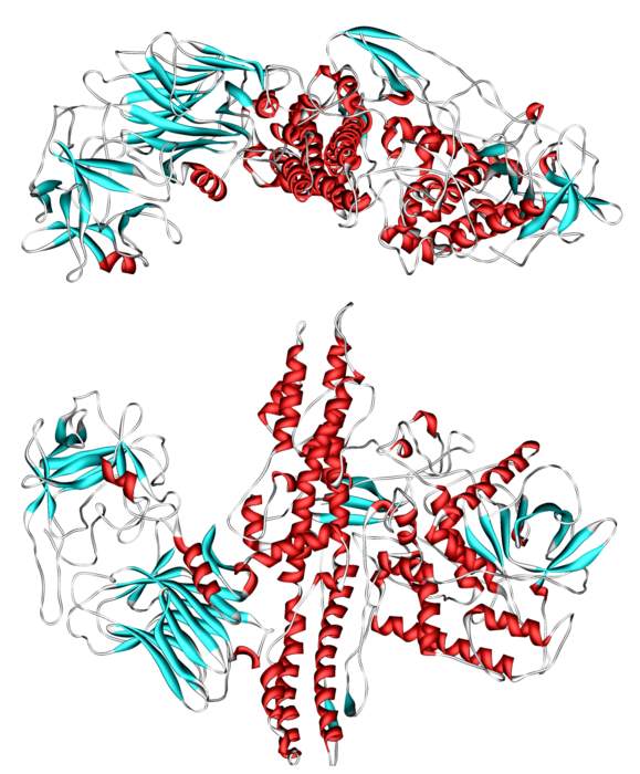 Botulinum toxin: Neurotoxic protein produced by Clostridium botulinum