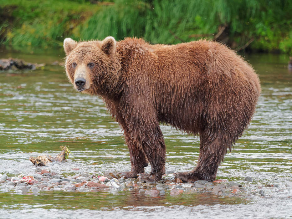 Brown bear: Large bear native to Eurasia and North America