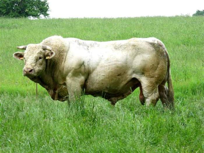 Bull: Adult male cattle