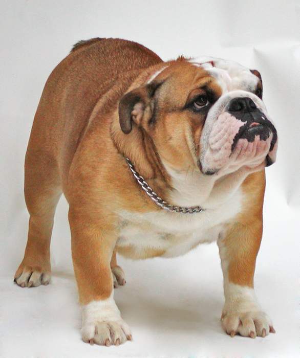 Bulldog: British breed of dog
