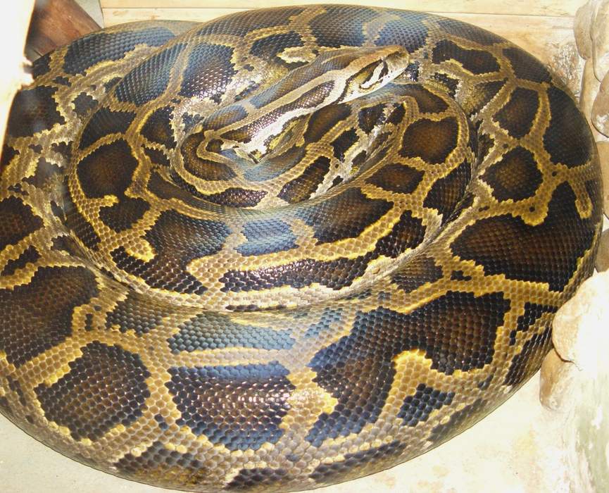 Burmese python: Species of large, nonvenomous snake
