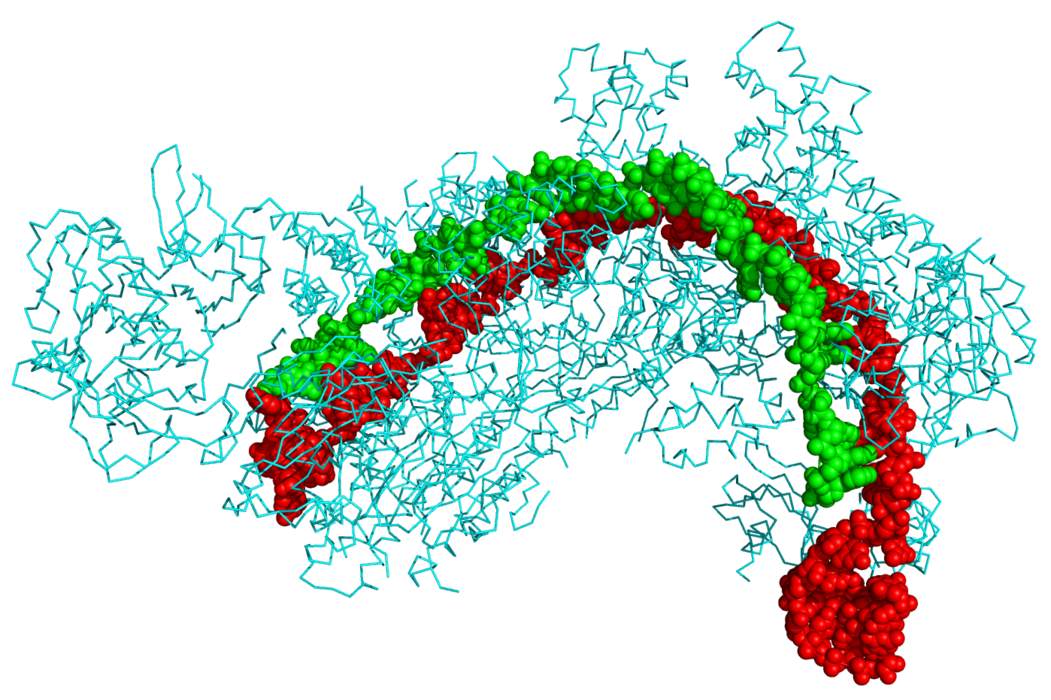 CRISPR: Family of DNA sequence found in prokaryotic organisms