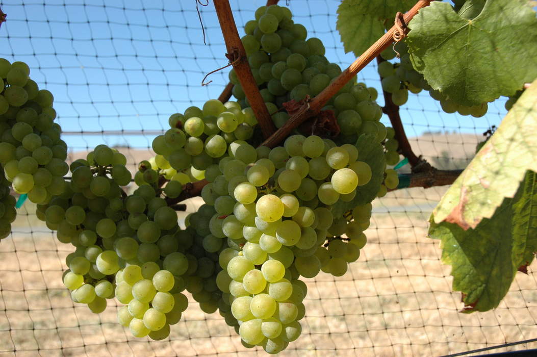 Chardonnay: Variety of grape mainly used to make wine