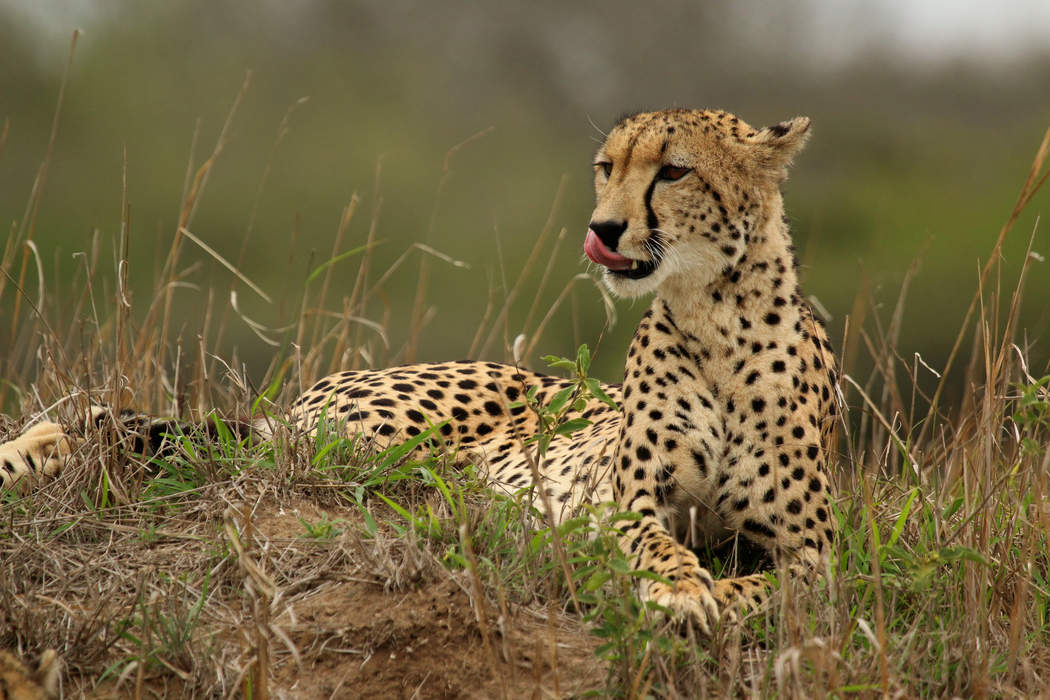 Cheetah: Large feline of the genus Acinonyx
