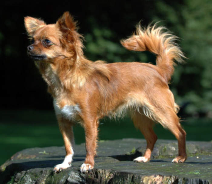 Chihuahua (dog breed): Mexican breed of dog