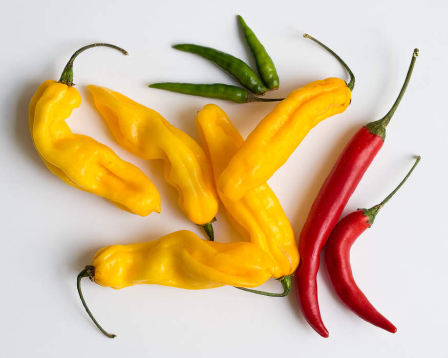 Chili pepper: Varieties of peppers of Capsicum genus