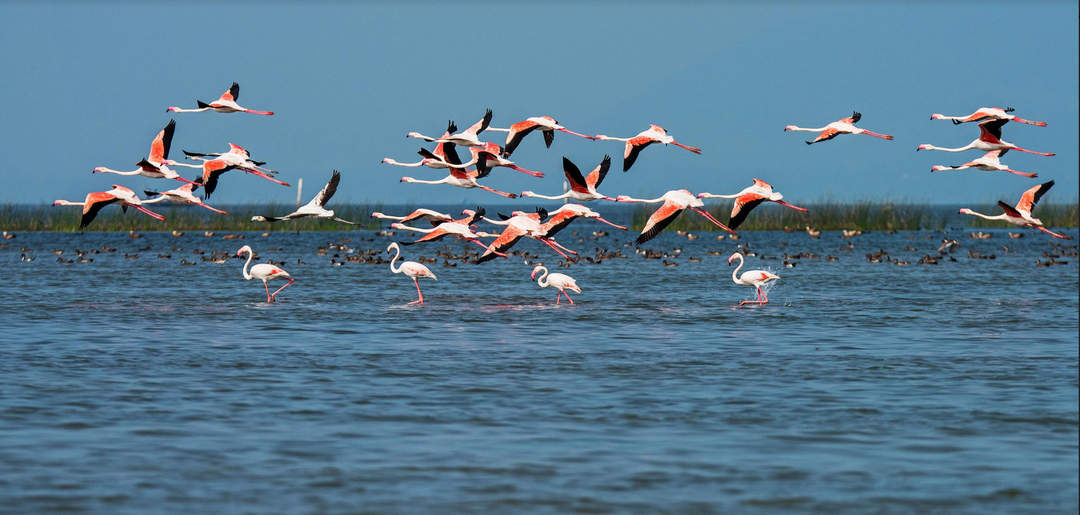 Chilika Lake: 