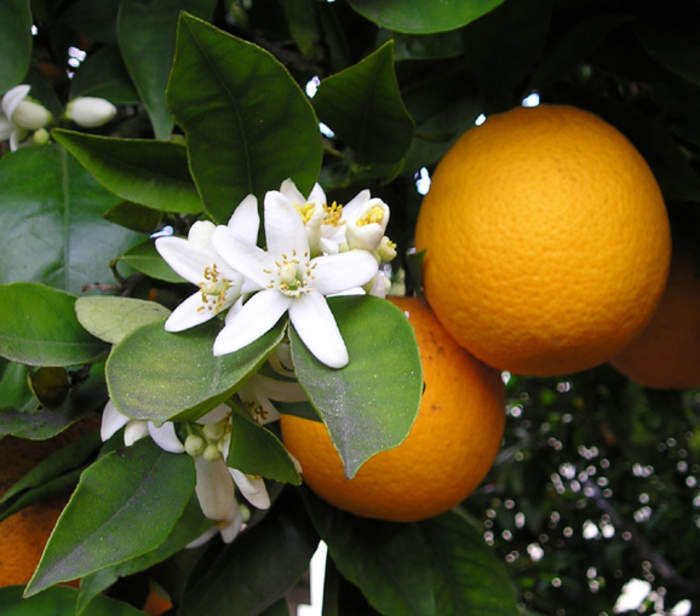 Citrus: Genus of flowering plants