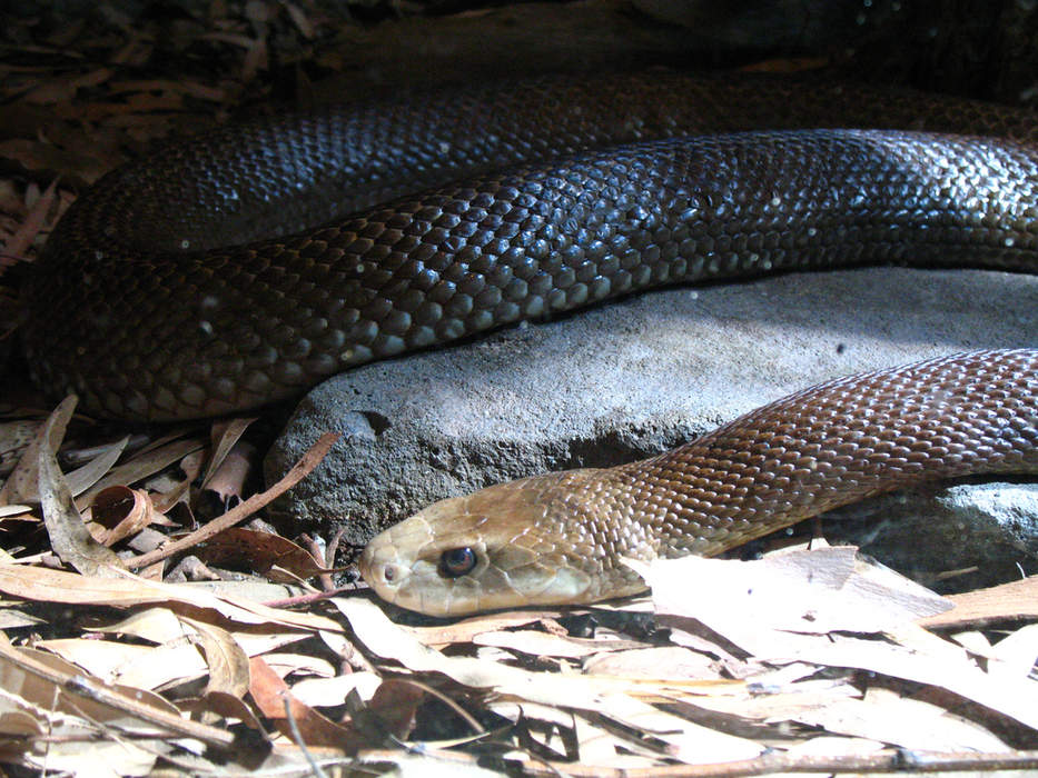 Coastal taipan: Highly venomous snake native to eastern and northern Australia
