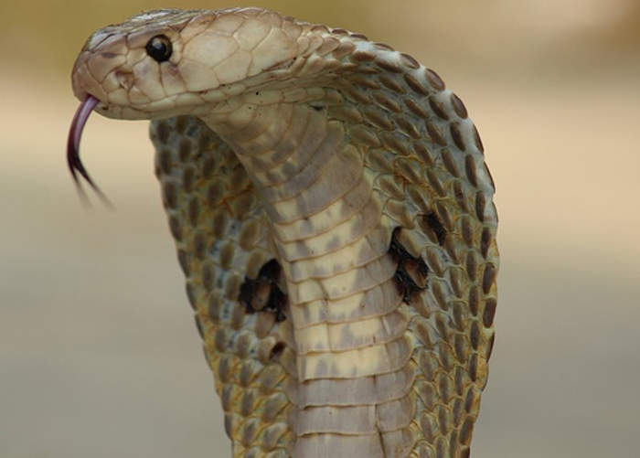Cobra: Index of animals with the same common name