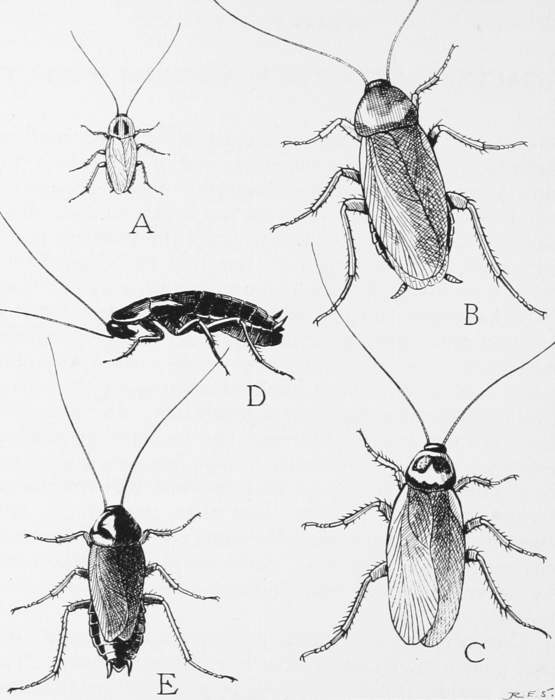 Cockroach: Insects of the order Blattodea