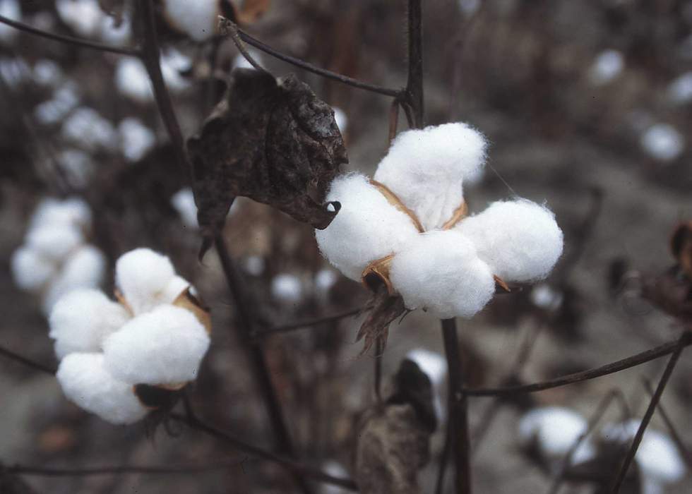 Cotton: Plant fiber from the genus Gossypium