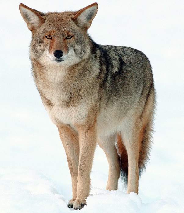 Coyote: Species of canine native to North America