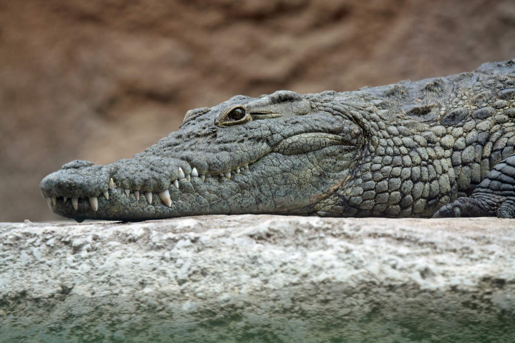 Crocodile: Family of large reptilian carnivores