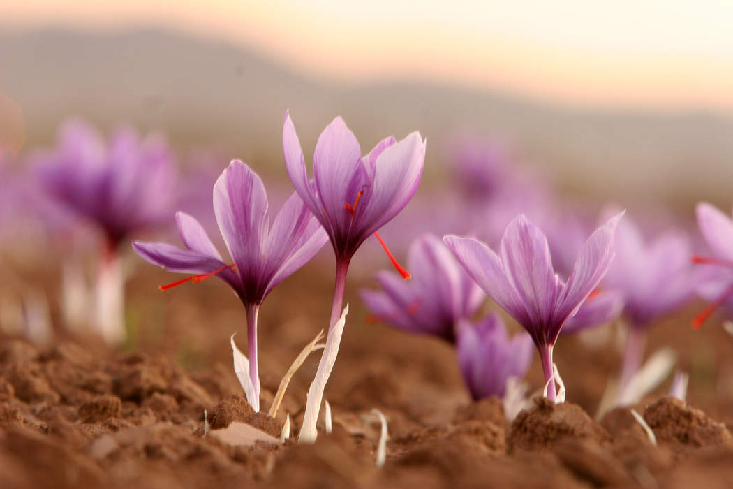 Crocus: Genus of flowering plants in the family Iridaceae