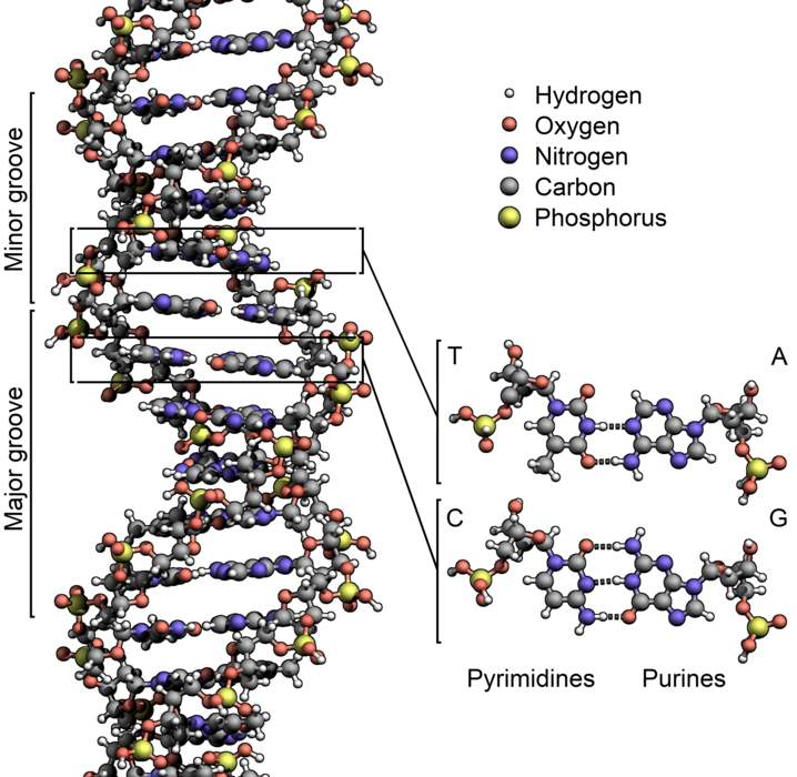 DNA: Molecule that carries genetic information