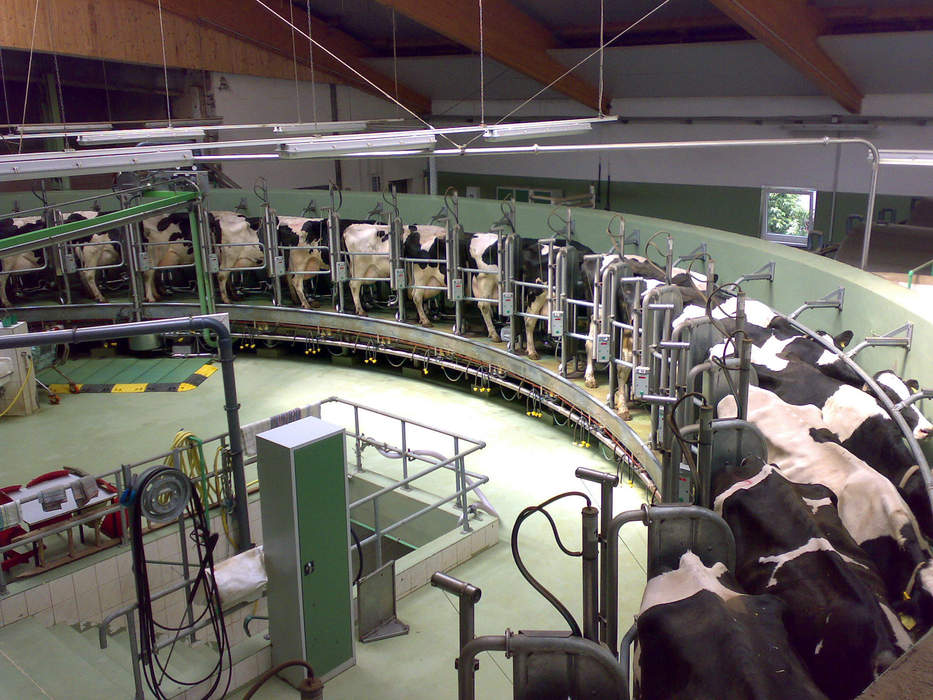 Dairy farming: Long-term production of milk