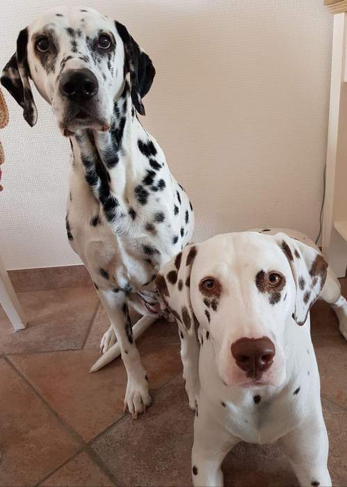 Dalmatian (dog): Dog breed