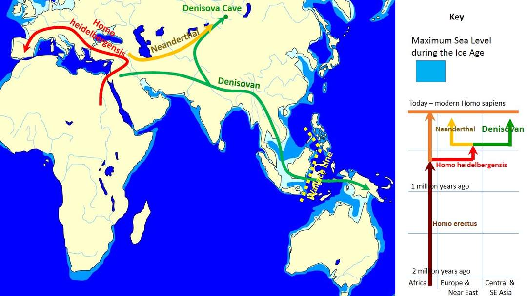 Denisovan: Asian archaic human