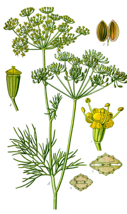 Dill: Species of flowering plant in the celery family Apiaceae