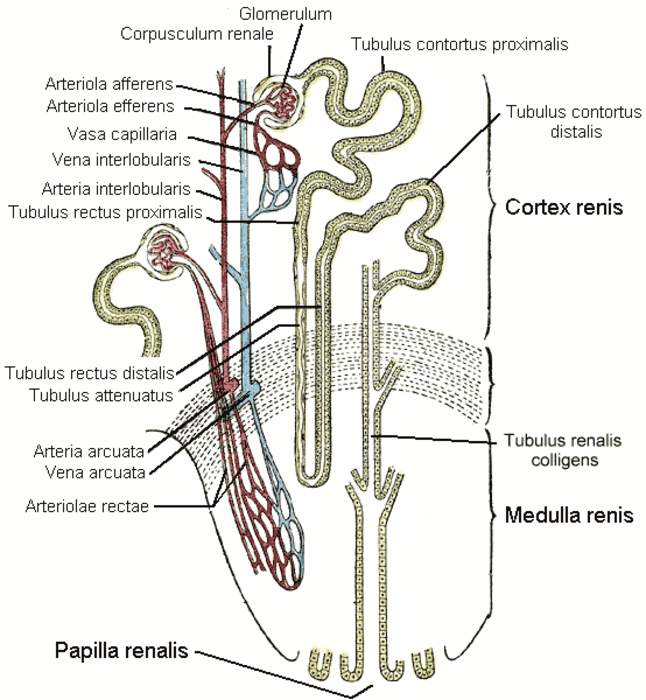 Distal convoluted tubule: Feature of kidney anatomy