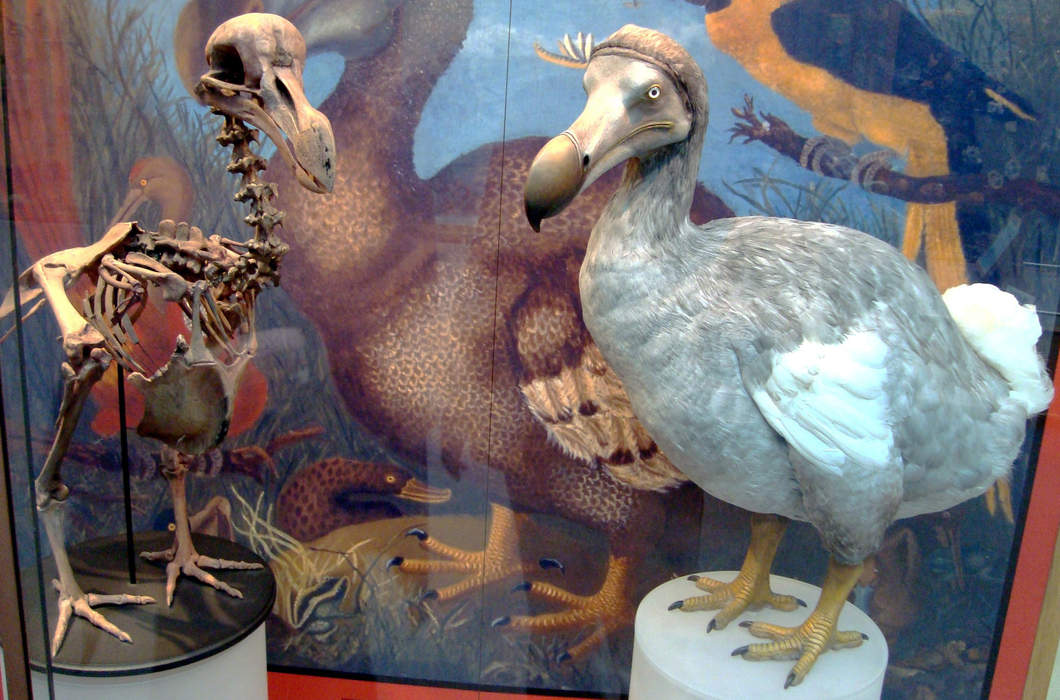 Dodo: Extinct large flightless pigeon from Mauritius