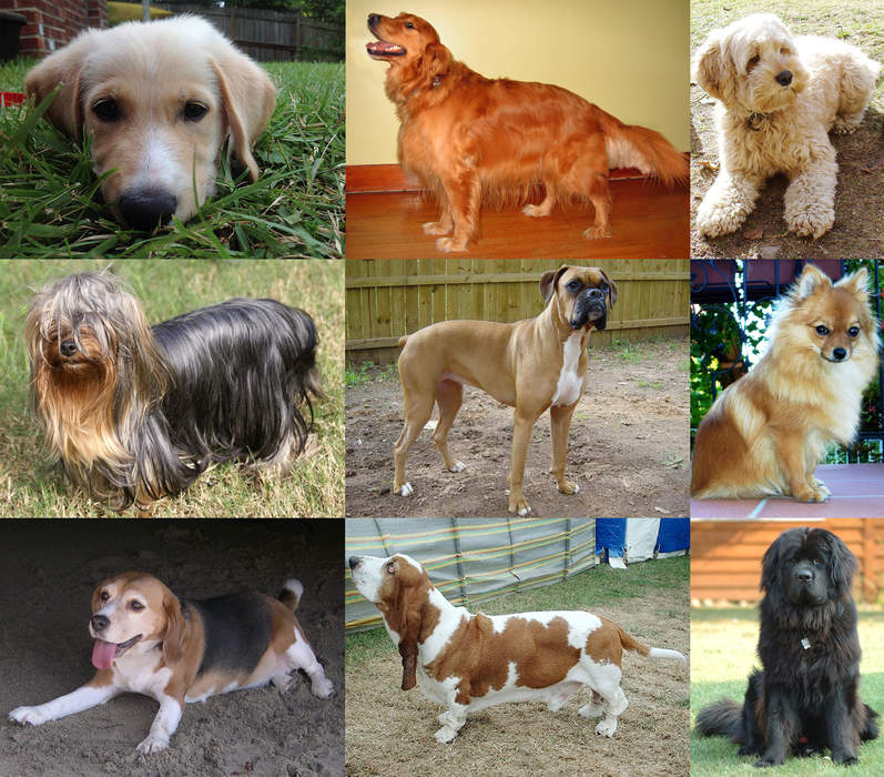 Dog: Domesticated species of canid